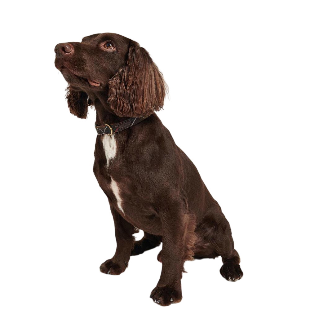 Barbour Tartan Web Collar